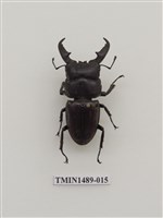 藏品(扁鍬形蟲)的圖片